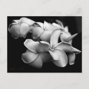 Tarjeta postal de Plumeria..