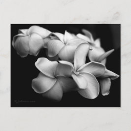 Tarjeta postal de Plumeria..