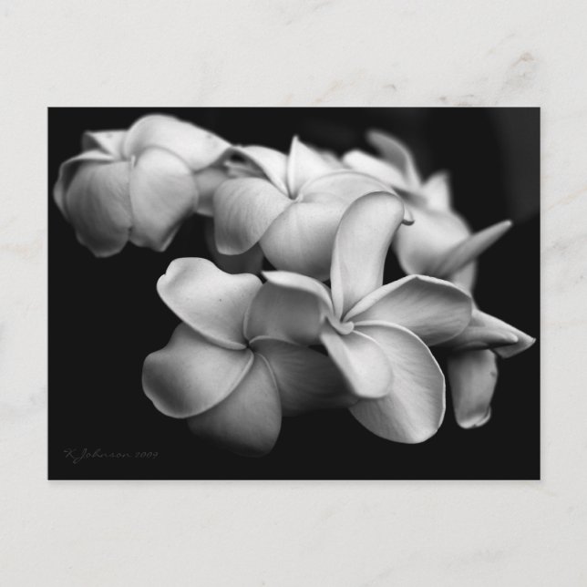 Tarjeta postal de Plumeria.. (Anverso)