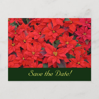 Tarjeta postal de Poinsettias Rojas para guardar l