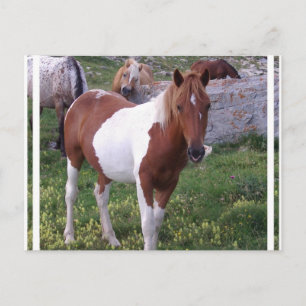 Tarjeta postal de Poni Pintado