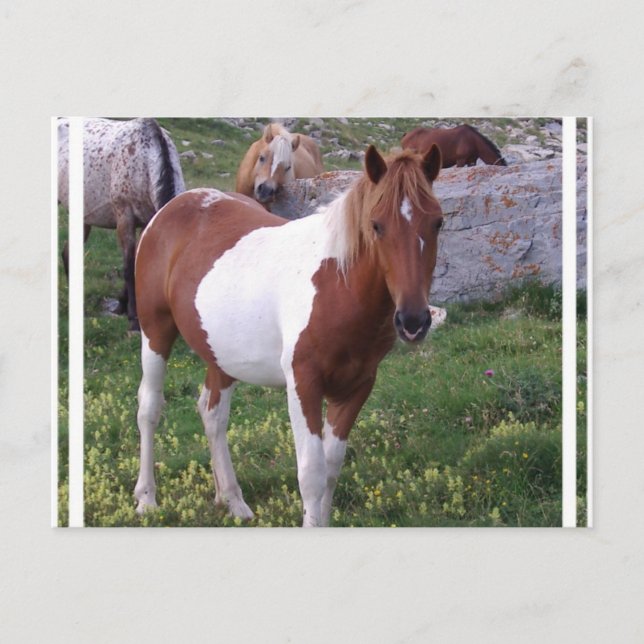 Tarjeta postal de Poni Pintado (Anverso)