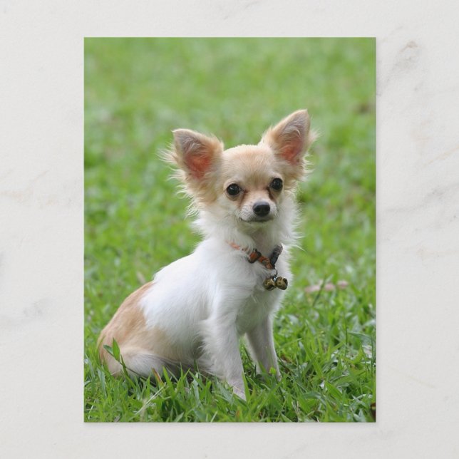 Tarjeta postal de porcino chihuahua de pelo largo (Anverso)