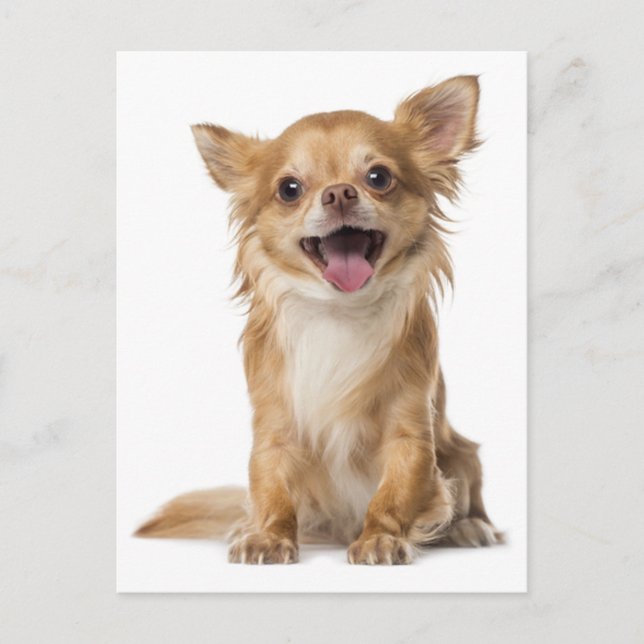Tarjeta postal de porcino chihuahua de pelo largo (Anverso)