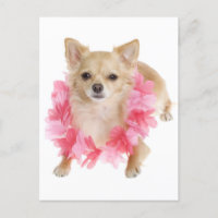 Tarjeta postal de porcino chihuahua de pelo largo