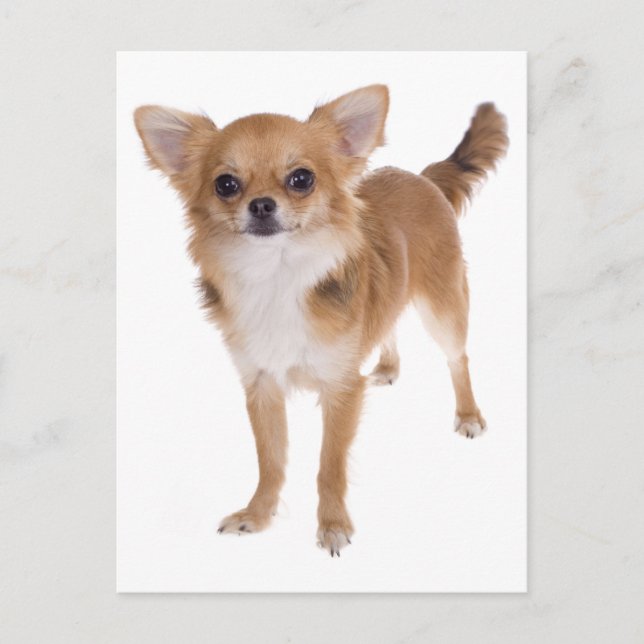 Tarjeta postal de porcino chihuahua de pelo largo (Anverso)