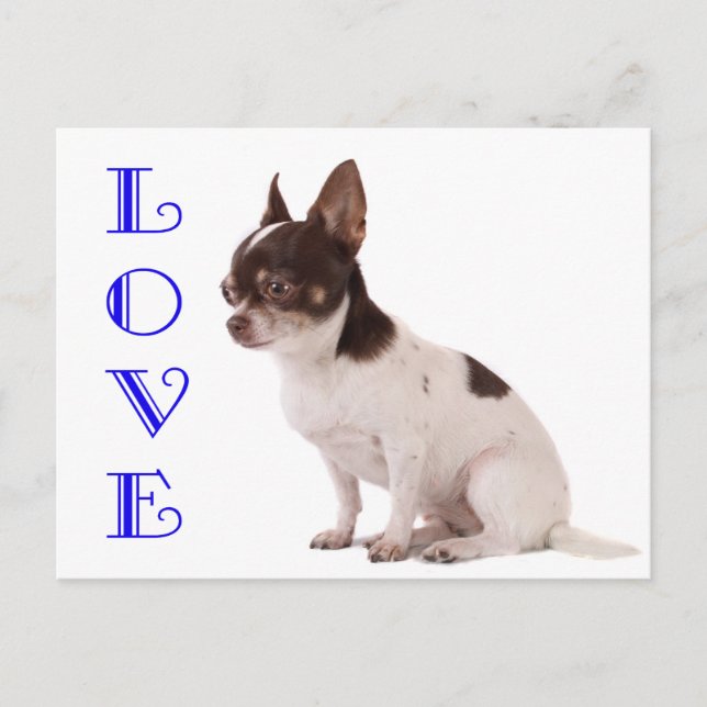 Tarjeta postal de porcino de amor Chihuahua (Anverso)