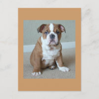 Tarjeta postal de porcino de Bulldog inglés