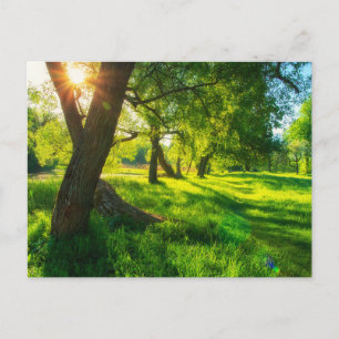 Tarjeta postal de pradera forestal soleada