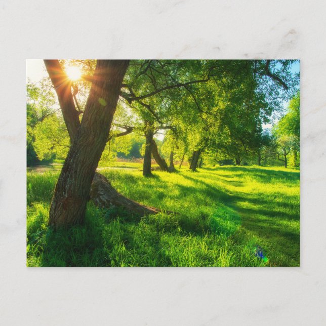 Tarjeta postal de pradera forestal soleada (Anverso)