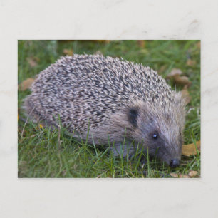 Tarjeta postal de Prickles