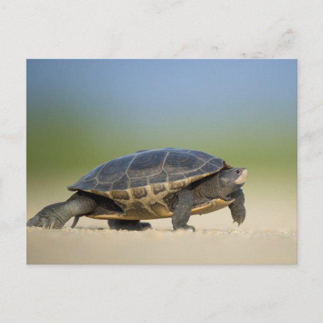 Tarjeta postal de primer plano de tortuga / anfibi (Anverso)