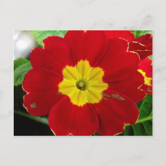 Tarjeta postal de Primula Roja
