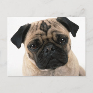 tarjeta postal de pug