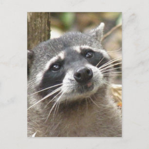 Tarjeta postal de Raccoon enmascarada