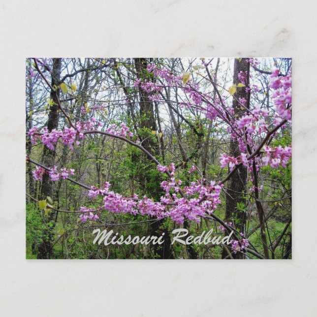 Tarjeta postal de Redbud Missouri (Anverso)