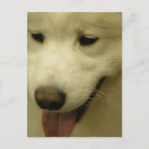 Tarjeta postal de rescate de Samoyed