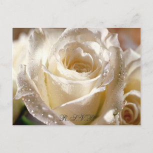 Tarjeta postal de respuesta Dewy White Rose