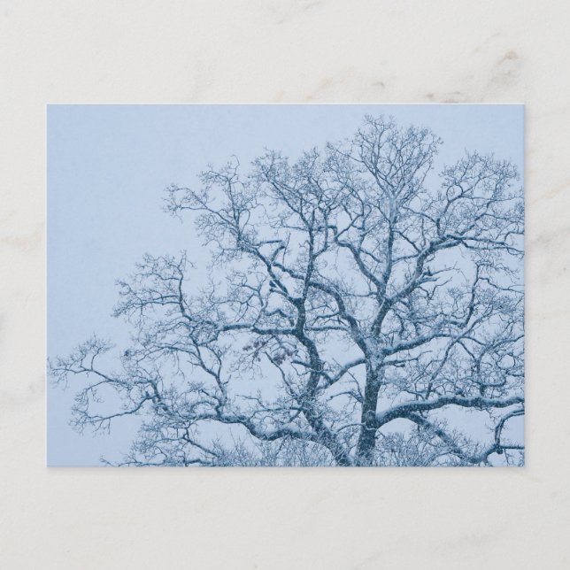 Tarjeta postal de roble en la nieve (Anverso)