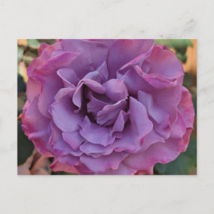 Tarjeta postal de rosa