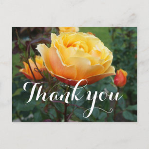 Tarjeta postal de rosa About Face #2 Gracias
