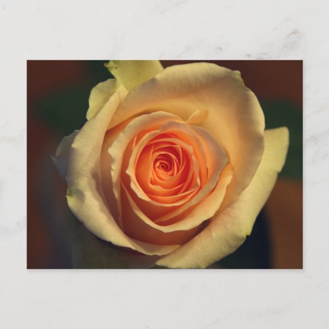 Tarjeta postal de rosa amarilla (Anverso)