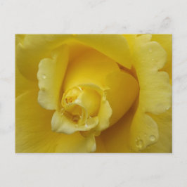 Tarjeta postal de rosa amarilla