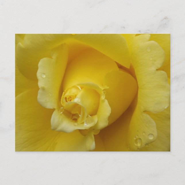 Tarjeta postal de rosa amarilla (Anverso)