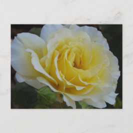 Tarjeta postal de rosa blanca