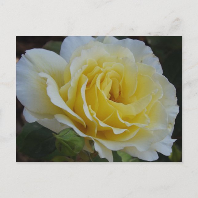 Tarjeta postal de rosa blanca (Anverso)