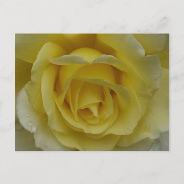Tarjeta postal de rosa blanca y amarilla (Anverso)
