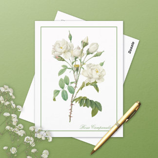 Tarjeta postal de Rosa Campanulata Roja de Redoute