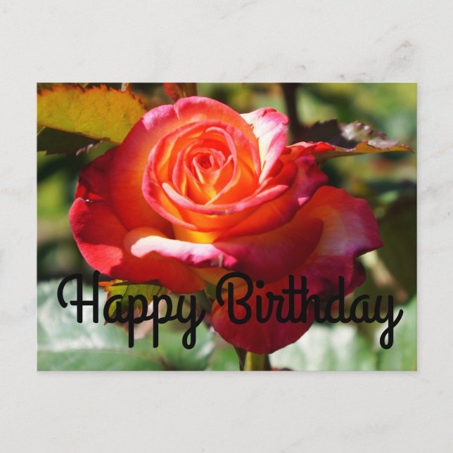 Tarjeta postal de rosa Cumpleaños Soñado #2 (Anverso)