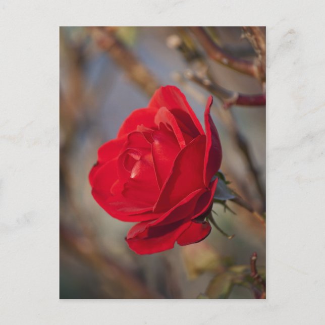 Tarjeta Postal de Rosa de Otoño (Anverso)