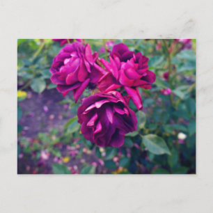 Tarjeta postal de rosa iceberg de Borgoña #3