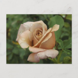 Tarjeta postal de rosa malva