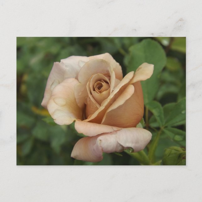 Tarjeta postal de rosa malva (Anverso)