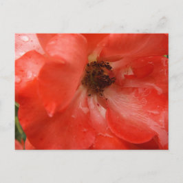 Tarjeta postal de rosa naranja