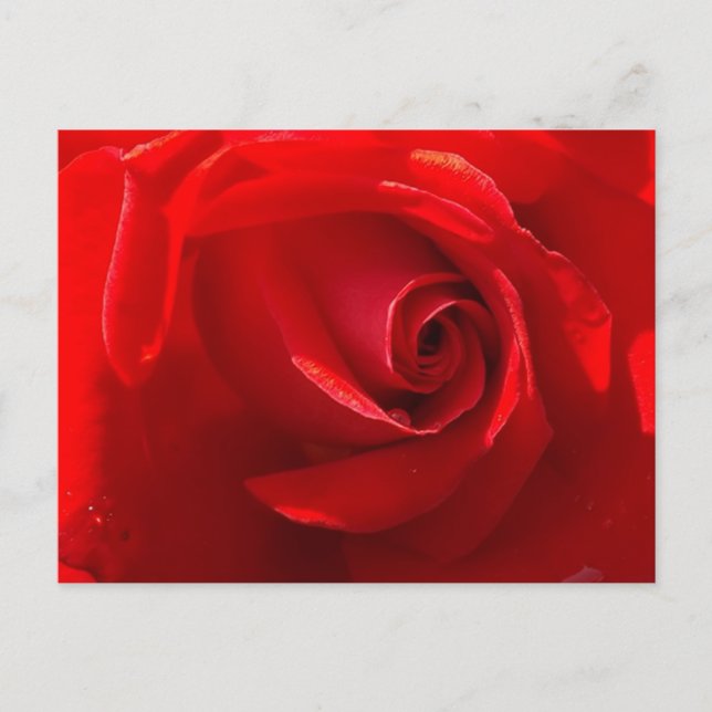 Tarjeta postal de rosa roja (Anverso)