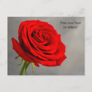 Tarjeta postal de rosa roja única