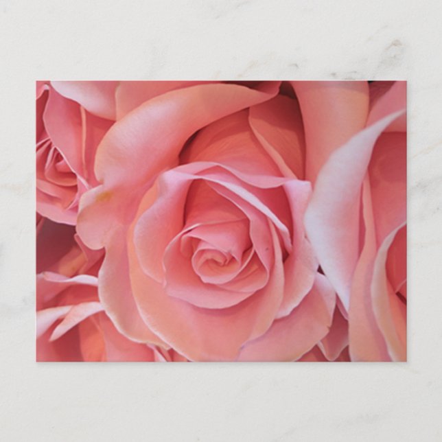 Tarjeta postal de rosa rosa (Anverso)