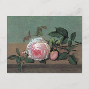 Tarjeta postal de rosa rosa arte floral fino