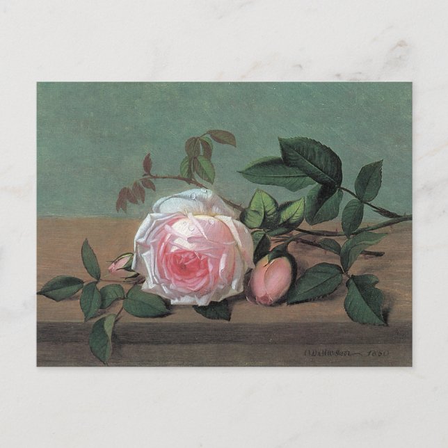 Tarjeta postal de rosa rosa arte floral fino (Anverso)