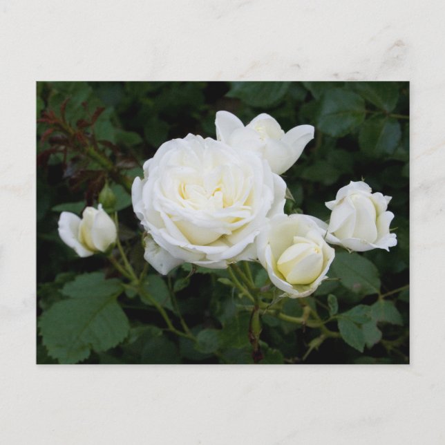 Tarjeta postal de rosas blancas (Anverso)