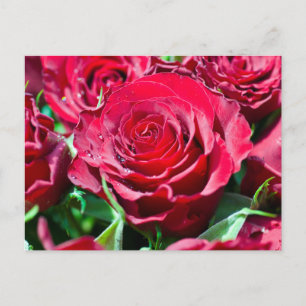 Tarjeta postal de rosas rojas
