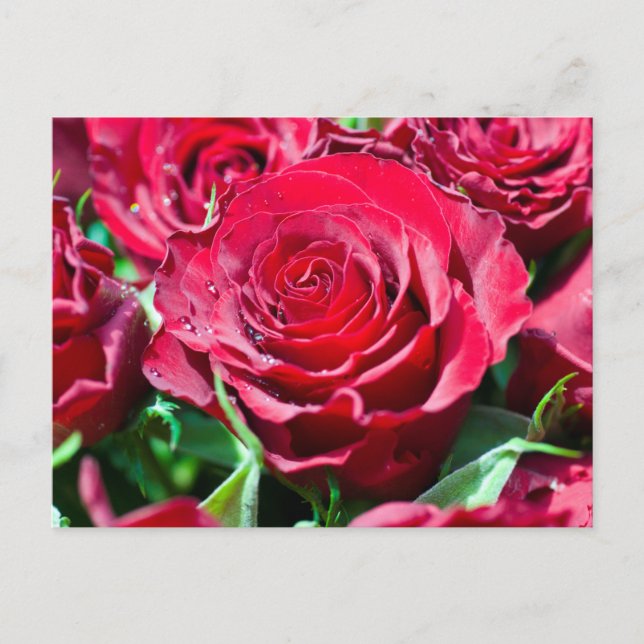 Tarjeta postal de rosas rojas (Anverso)
