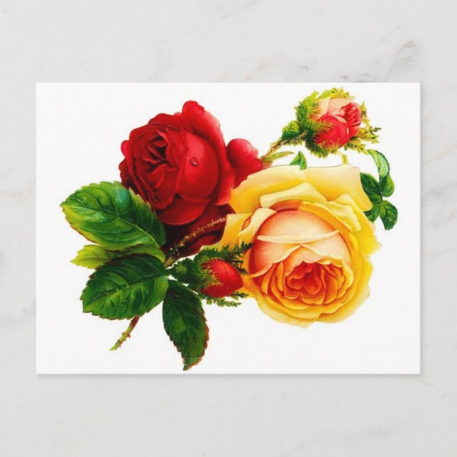 Tarjeta Postal de Rosas Rojas y Amarillas Antiguas (Anverso)