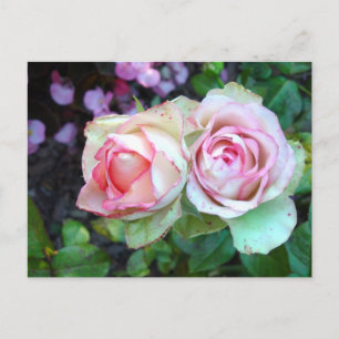 Tarjeta Postal de Rosas Rosadas