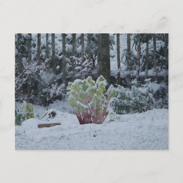 Tarjeta postal de ruibarbo en la nieve (Anverso)