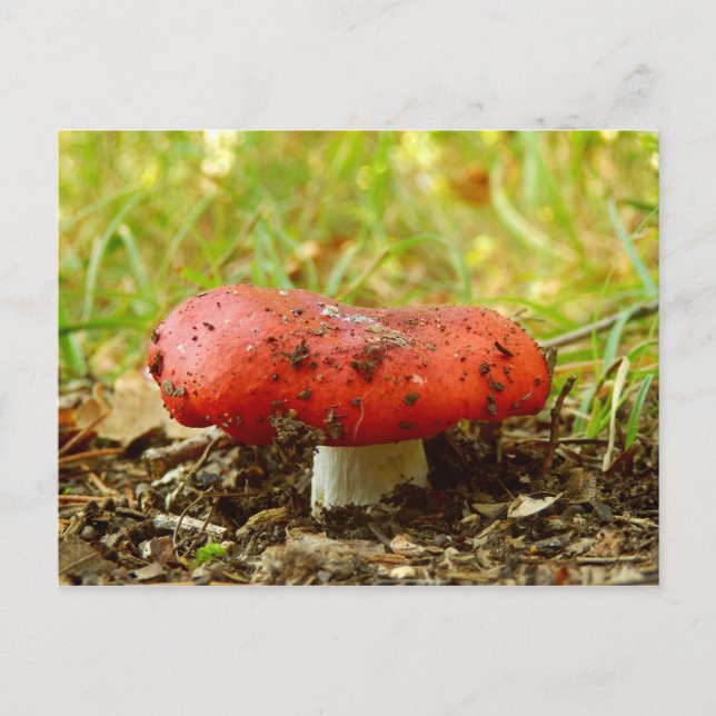 Tarjeta postal de Russula Emetica (Anverso)